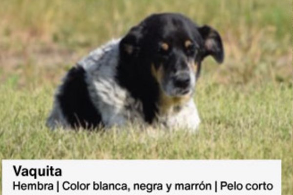 Animales comunitarios